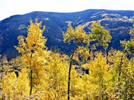 Aspen Trees in Autumn photo thumbnail