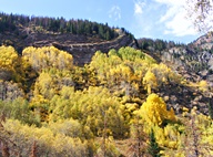 Aspen Trees in Autumn photo thumbnail