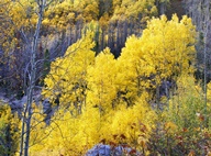 Aspen Trees in Autumn photo thumbnail