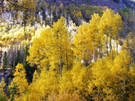 Aspen Trees in Autumn photo thumbnail