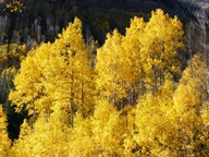 Aspen Trees in Autumn photo thumbnail