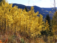 Aspen Trees in Autumn photo thumbnail