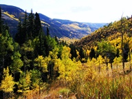 Aspen Trees in Autumn photo thumbnail