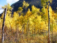 Aspen Trees in Autumn photo thumbnail