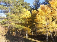 Aspen Trees in Autumn photo thumbnail