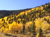 Aspen Trees in Autumn photo thumbnail