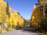 Aspen Trees in Autumn photo thumbnail