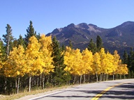 Aspen Trees in Autumn photo thumbnail
