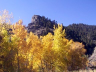 Aspen Trees in Autumn photo thumbnail