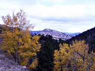 Aspen Trees in Autumn photo thumbnail