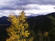 Aspen Trees in Autumn photo thumbnail