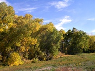 Autumn Leaves photo thumbnail