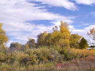 Autumn Leaves photo thumbnail