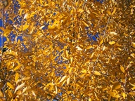 Autumn Leaves photo thumbnail