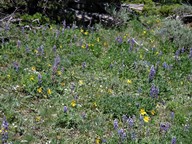 Bucking Mule Falls WY photo thumbnail