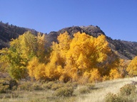 Cache La Poudre Scenic Byway in Autumn photo thumbnail