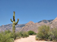 Arizona's Catalina State Park photo thumbnail