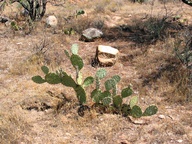 Arizona's Catalina State Park photo thumbnail