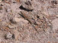 Chiricahua National Monument, Arizona photo thumbnail