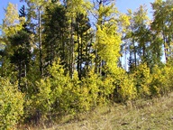 Colorado State Forest State Park photo thumbnail