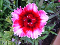 flower thumbnail