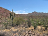 Tucson Mountain Park photo thumbnail