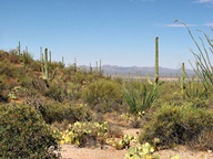Tucson Mountain Park photo thumbnail