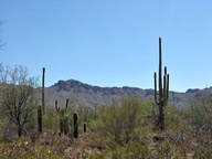 Tucson Mountain Park photo thumbnail