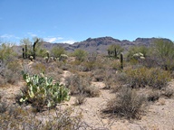 Tucson Mountain Park photo thumbnail