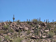 Tucson Mountain Park photo thumbnail