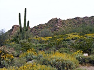 White Tank Mountain Regional Park photo thumbnail