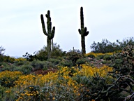 White Tank Mountain Regional Park photo thumbnail