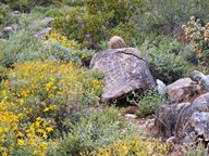 White Tank Mountain Regional Park photo thumbnail