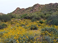White Tank Mountain Regional Park photo thumbnail