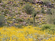 White Tank Mountain Regional Park photo thumbnail