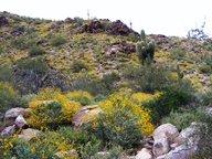 White Tank Mountain Regional Park photo thumbnail