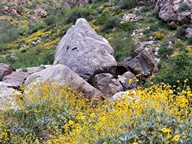 White Tank Mountain Regional Park photo thumbnail