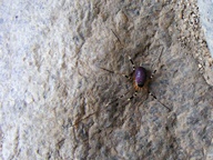 White Tank Mountain Regional Park photo thumbnail