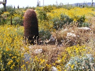 White Tank Mountain Regional Park photo thumbnail
