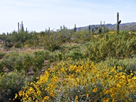 White Tank Mountain Regional Park photo thumbnail