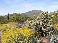 White Tank Mountain Regional Park photo thumbnail
