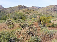 White Tank Mountain Regional Park photo thumbnail