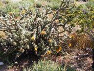 White Tank Mountain Regional Park photo thumbnail