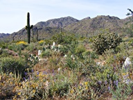 White Tank Mountain Regional Park photo thumbnail