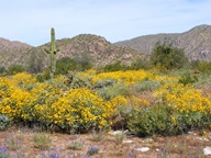 White Tank Mountain Regional Park photo thumbnail