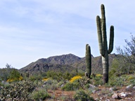 White Tank Mountain Regional Park photo thumbnail