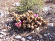 White Tank Mountain Regional Park photo thumbnail