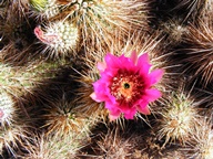 White Tank Mountain Regional Park photo thumbnail