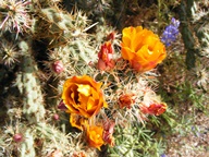 White Tank Mountain Regional Park photo thumbnail