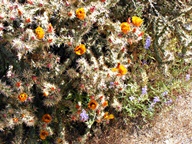 White Tank Mountain Regional Park photo thumbnail